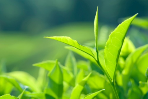 Skin benefits of Tea Tree Oil