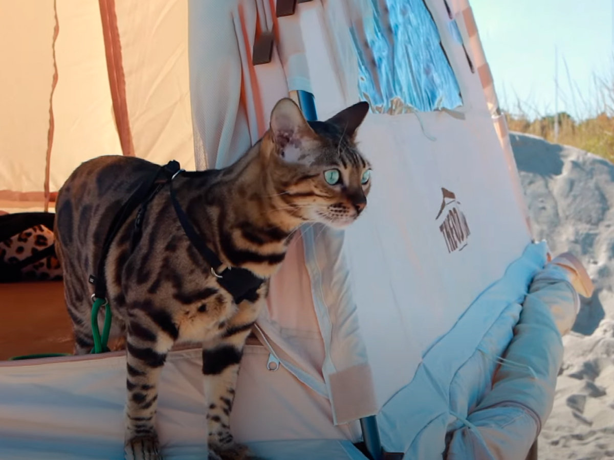 How To Camp With a Cat: 7 Situations [Full Solution]