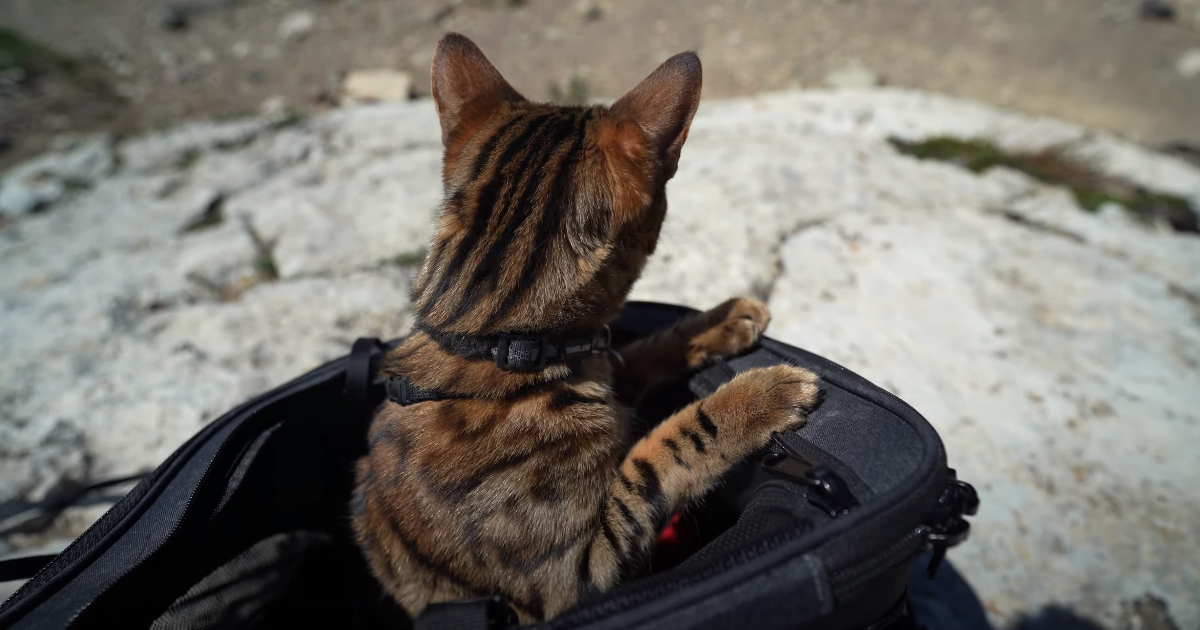 I travel with my cat